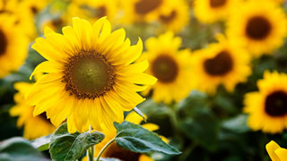 cuidados del girasol