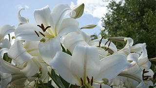 cuidados del lirio blanco