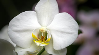 cuidados de la orquídea blanca