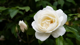 cuidados de la rosa blanca