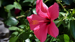 cuidados del hibisco