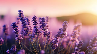 cuidados de la lavanda