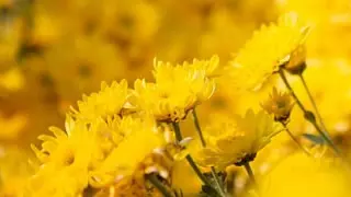 flores amarillas