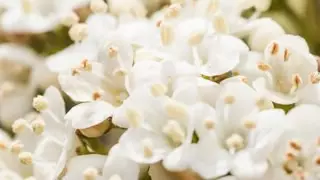 flores blancas