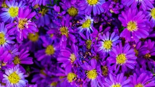 flores moradas
