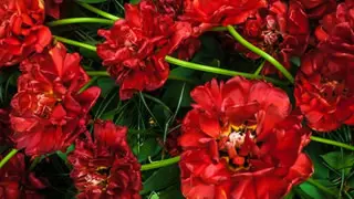flores rojas